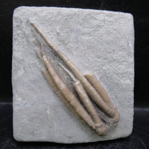 General Mississippian Age Crawfordsville Crinoid Fossils For Sale From Indiana #196