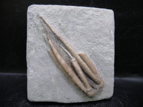 Indiana Mississippian Crawfordsville Crinoid 196 | Fossils for Sale