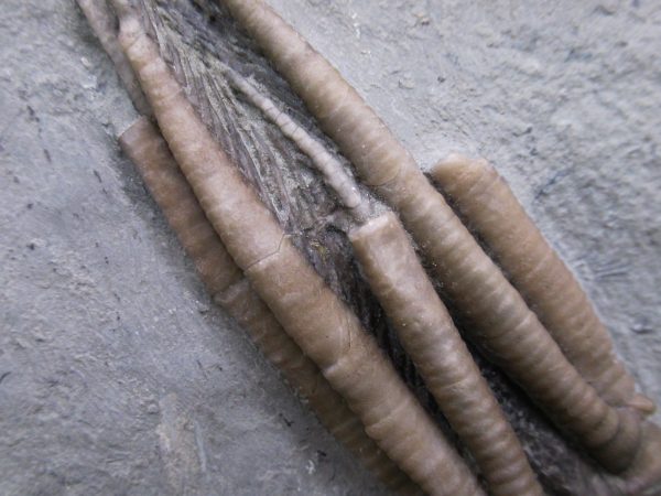 Indiana Mississippian Crawfordsville Crinoid 196a | Fossils for Sale