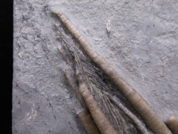Indiana Mississippian Crawfordsville Crinoid 196b | Fossils for Sale