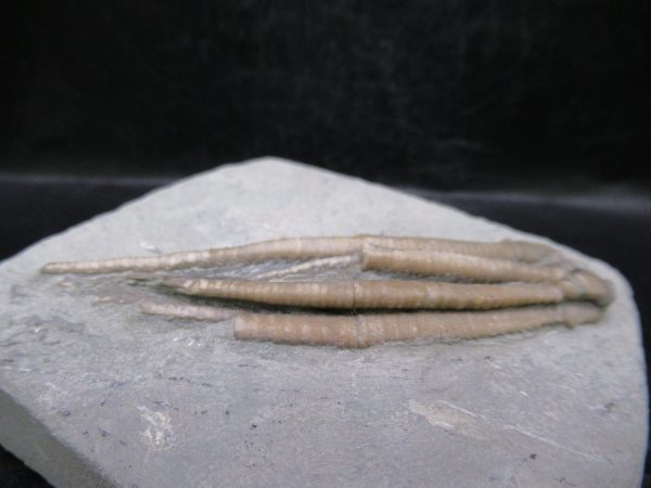 Indiana Mississippian Crawfordsville Crinoid 196c | Fossils for Sale