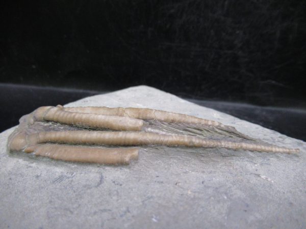 Indiana Mississippian Crawfordsville Crinoid 196d | Fossils for Sale
