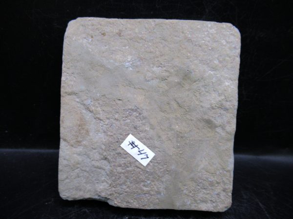 Indiana Mississippian Crawfordsville Crinoid 196e | Fossils for Sale