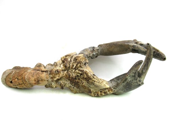 Indonesia Miocene Thalasinna Mangrove Lobster 1 | Fossils for Sale