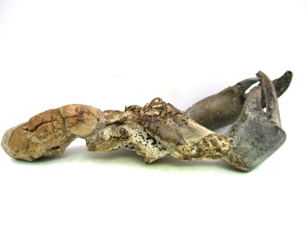 Indonesia Miocene Thalasinna Mangrove Lobster 1a | Fossils for Sale
