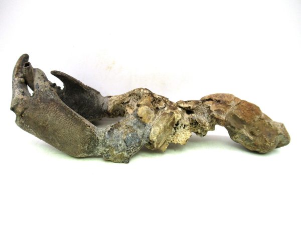 Indonesia Miocene Thalasinna Mangrove Lobster 1c | Fossils for Sale