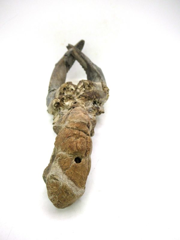 Indonesia Miocene Thalasinna Mangrove Lobster 1d | Fossils for Sale