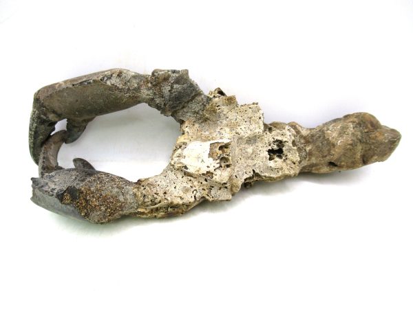 Indonesia Miocene Thalasinna Mangrove Lobster 1e | Fossils for Sale