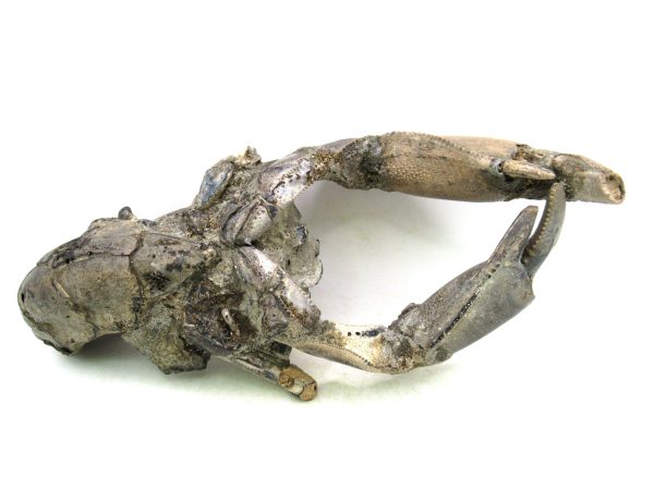 Indonesia Miocene Thalasinna Mangrove Lobster 2 | Fossils for Sale
