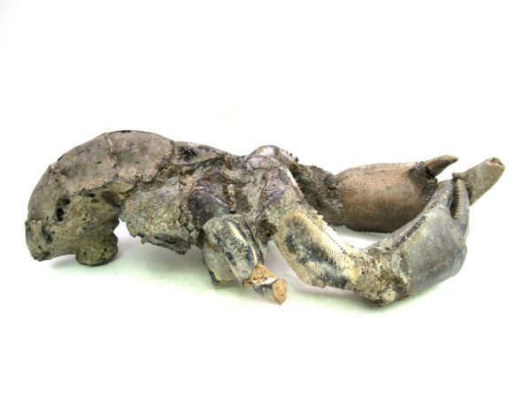 Indonesia Miocene Thalasinna Mangrove Lobster 2a | Fossils for Sale