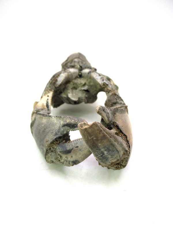 Indonesia Miocene Thalasinna Mangrove Lobster 2b | Fossils for Sale