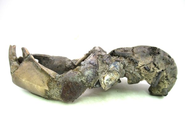 Indonesia Miocene Thalasinna Mangrove Lobster 2c | Fossils for Sale