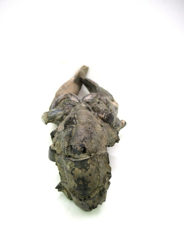 Indonesia Miocene Thalasinna Mangrove Lobster 2d | Fossils for Sale