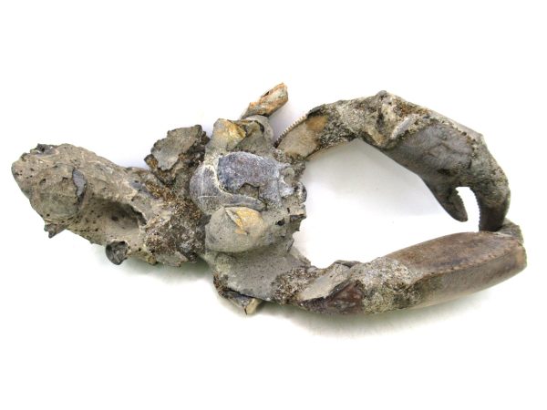 Indonesia Miocene Thalasinna Mangrove Lobster 2e | Fossils for Sale