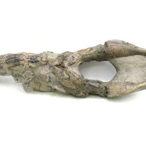 Thalassina anomala Mangrove Lobster Fossil for Sale #3