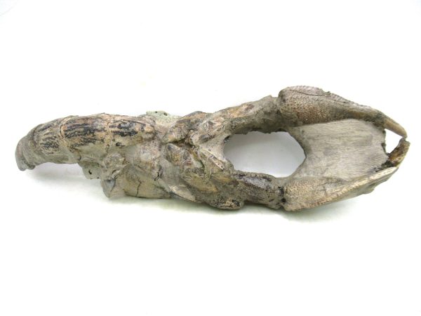 Indonesia Miocene Thalasinna Mangrove Lobster 3 | Fossils for Sale