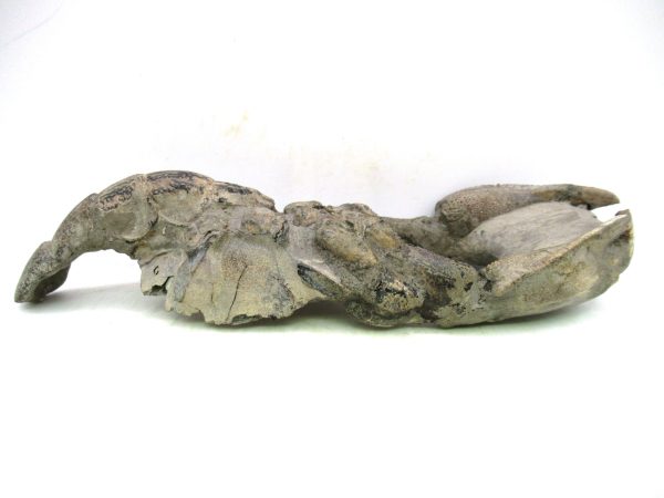 Indonesia Miocene Thalasinna Mangrove Lobster 3a | Fossils for Sale