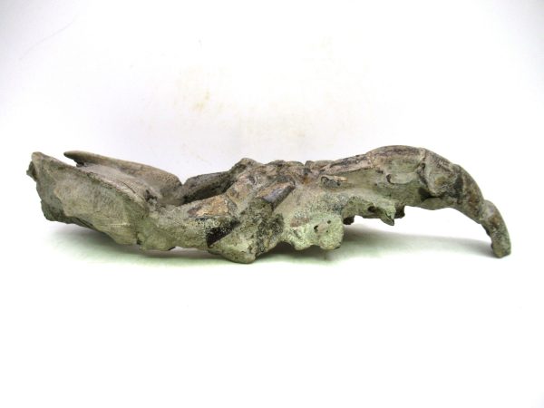 Indonesia Miocene Thalasinna Mangrove Lobster 3c | Fossils for Sale