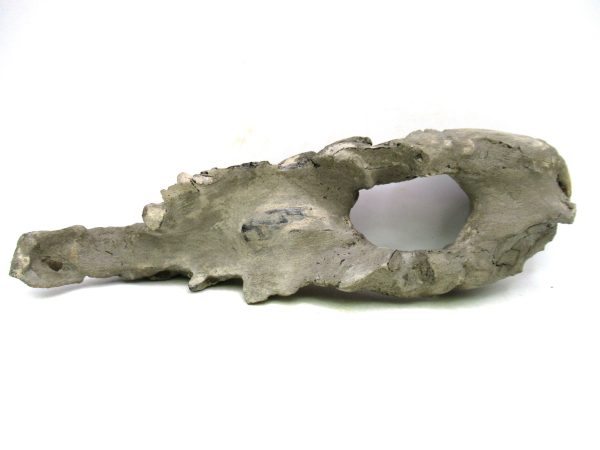 Indonesia Miocene Thalasinna Mangrove Lobster 3e | Fossils for Sale