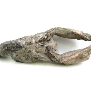 Thalassina anomala Mangrove Lobster Fossil for Sale #4