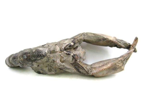 Indonesia Miocene Thalasinna Mangrove Lobster 4 | Fossils for Sale