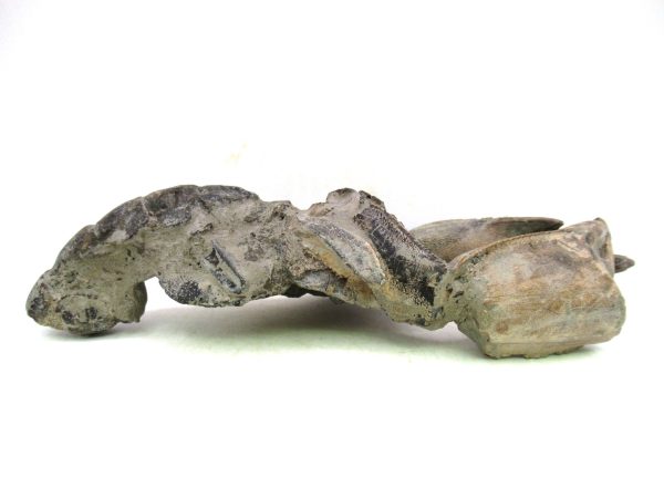 Indonesia Miocene Thalasinna Mangrove Lobster 4a | Fossils for Sale