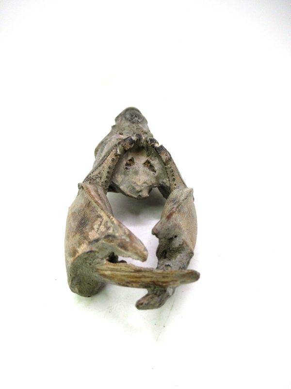 Indonesia Miocene Thalasinna Mangrove Lobster 4b | Fossils for Sale