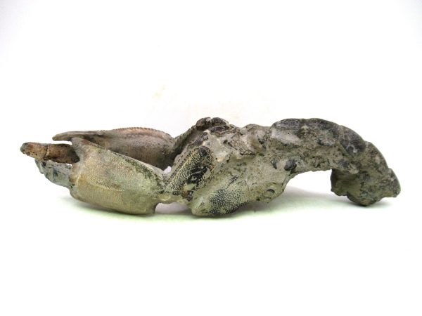 Indonesia Miocene Thalasinna Mangrove Lobster 4c | Fossils for Sale