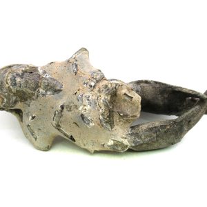 Thalassina anomala Mangrove Lobster Fossil for Sale #5