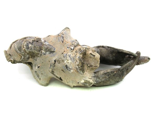 Indonesia Miocene Thalasinna Mangrove Lobster 5 | Fossils for Sale