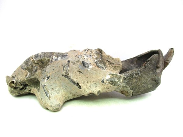 Indonesia Miocene Thalasinna Mangrove Lobster 5a | Fossils for Sale