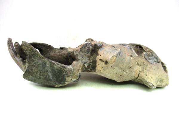 Indonesia Miocene Thalasinna Mangrove Lobster 5c | Fossils for Sale