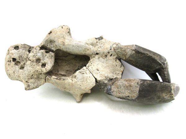 Indonesia Miocene Thalasinna Mangrove Lobster 5e | Fossils for Sale