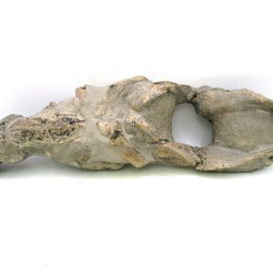 Thalassina anomala Mangrove Lobster Fossil for Sale #6
