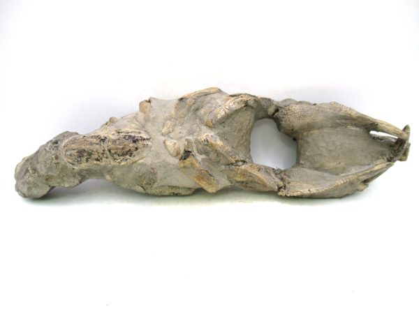 Indonesia Miocene Thalasinna Mangrove Lobster 6 | Fossils for Sale