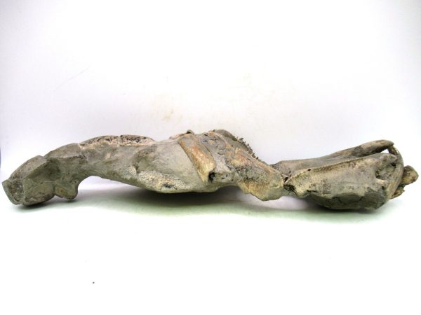 Indonesia Miocene Thalasinna Mangrove Lobster 6a | Fossils for Sale