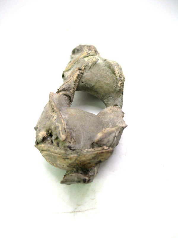 Indonesia Miocene Thalasinna Mangrove Lobster 6b | Fossils for Sale