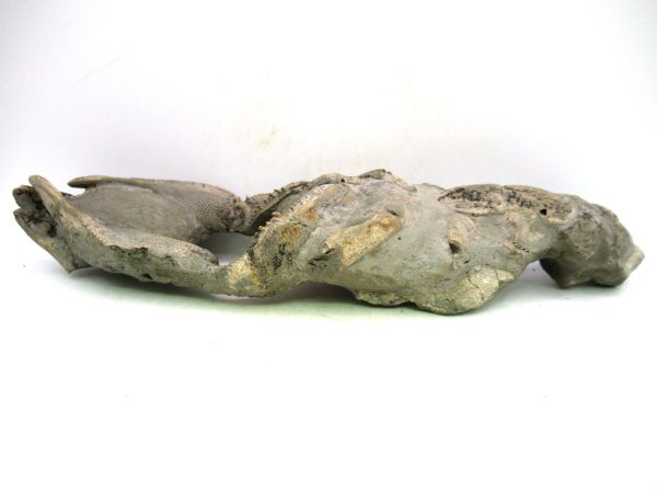 Indonesia Miocene Thalasinna Mangrove Lobster 6c | Fossils for Sale