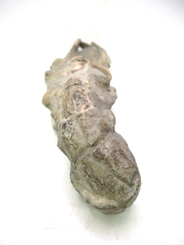 Indonesia Miocene Thalasinna Mangrove Lobster 6d | Fossils for Sale