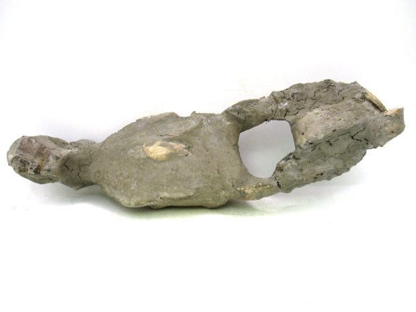 Indonesia Miocene Thalasinna Mangrove Lobster 6e | Fossils for Sale
