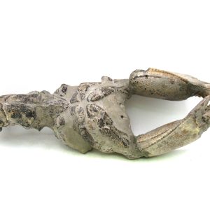 Thalassina anomala Mangrove Lobster Fossil for Sale #7