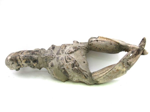 Indonesia Miocene Thalasinna Mangrove Lobster 7 | Fossils for Sale