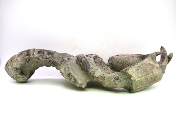 Indonesia Miocene Thalasinna Mangrove Lobster 7a | Fossils for Sale