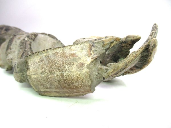 Indonesia Miocene Thalasinna Mangrove Lobster 7b | Fossils for Sale