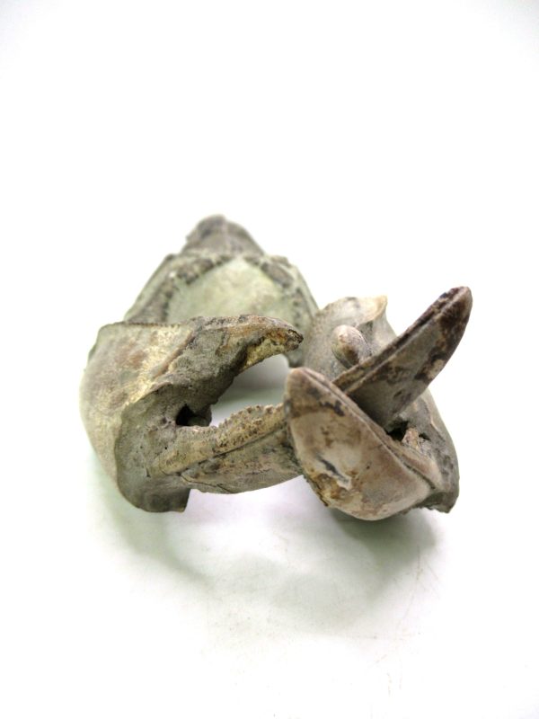 Indonesia Miocene Thalasinna Mangrove Lobster 7c | Fossils for Sale
