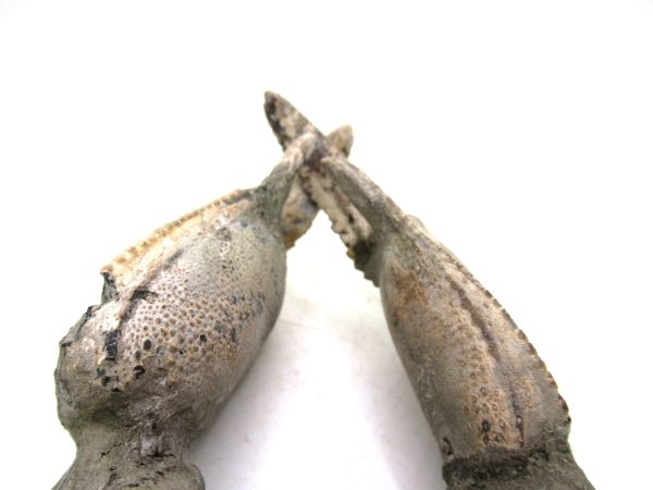 Indonesia Miocene Thalasinna Mangrove Lobster 7g | Fossils for Sale