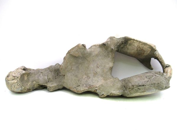 Indonesia Miocene Thalasinna Mangrove Lobster 7i | Fossils for Sale