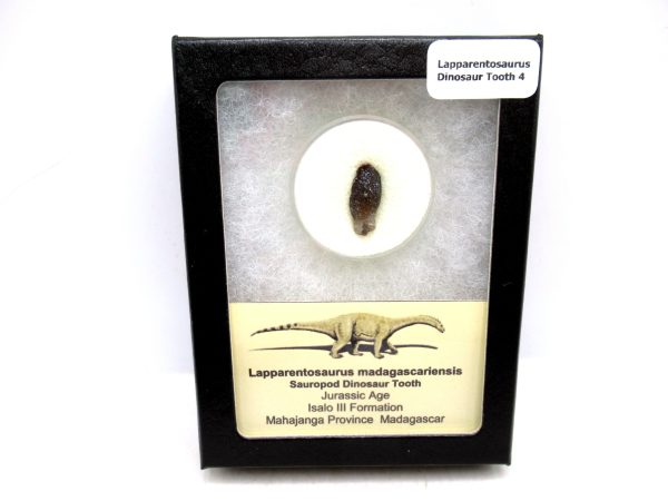 Jurassic Lapparentosaurus Sauropod Dinosaur Tooth 4 | Fossils for Sale General Jurassic Age Lapparentosaurus Sauropod Dinosaur Tooth Fossils For Sale From Madagascar #4