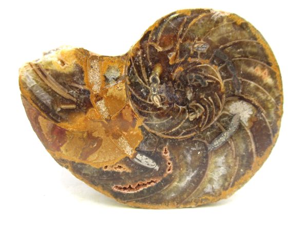 Madagascar Jurassic Cymatoceras Nautilus 64 | Fossils for Sale Genuine Jurassic Age Cymatoceras Nautilus Fossil For Sale from Madagascar #64