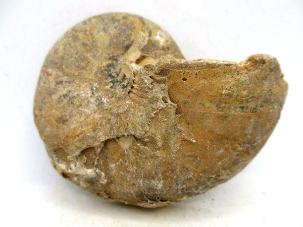 Madagascar Jurassic Cymatoceras Nautilus 64a | Fossils for Sale Genuine Jurassic Age Cymatoceras Nautilus Fossil For Sale from Madagascar #64a